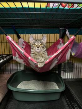 Rescue Domestic Short Hair Cats for Adoption in Shelton, Washington - Wendy | PetCurious