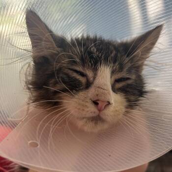 Typhoon -  Domestic Medium Hair Cat for Adoption in Leander, Texas - Typhoon | PetCurious