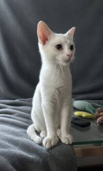 Rescue American Curl Cats for Adoption in Carrollton, Virginia - Coconut | PetCurious