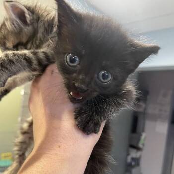 Domestic Short Hair Cats Available for Adoption in Port Charlotte, Florida - Pearl | PetCurious