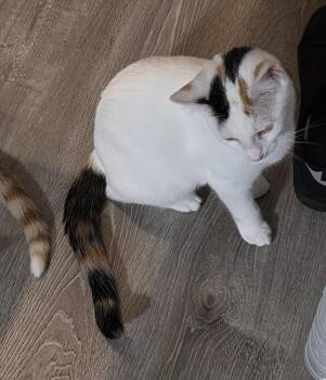Cat Middleton -  Turkish Van Cat Available for Adoption in Cary, North Carolina - Cat Middleton | PetCurious