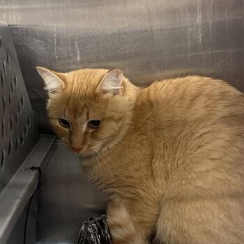 Percival -  Domestic Short Hair Cat for Adoption in Salt Lake City, Utah - Percival | PetCurious