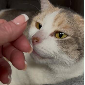 Rescue Domestic Short Hair and Dilute Calico Cats for Adoption in North Kingstown, Rhode Island - Olive Oyl | PetCurious