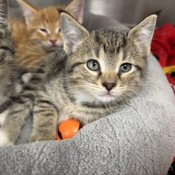 Domestic Short Hair Cats Available for Adoption in Frankfort, Indiana - Birdie | PetCurious