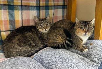 Domestic Short Hair Cats Available for Adoption in Coupeville, Washington - Sunshine | PetCurious
