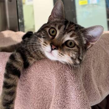 Strawberry Shortcake -  Domestic Short Hair Cat for Adoption in York, Pennsylvania - Strawberry Shortcake | PetCurious