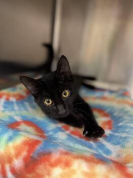 Lester -  Domestic Short Hair Cat for Adoption in Neosho, Missouri - Lester | PetCurious
