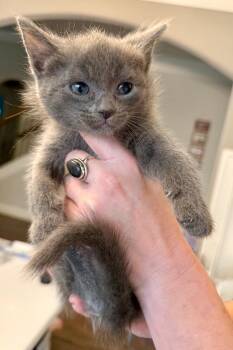 Poppie -  Domestic Short Hair Cat for Adoption in Augusta, Georgia - Poppie | PetCurious