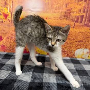 Allison -  Domestic Short Hair Cat for Adoption in Newberg, Oregon - Allison | PetCurious