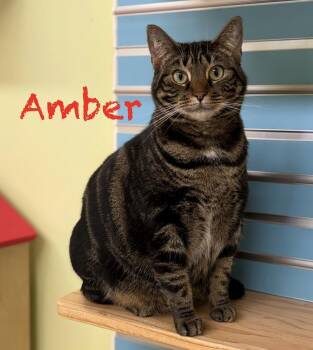 Amber -  Domestic Short Hair Cat for Adoption in Pawleys Island, South Carolina - Amber | PetCurious