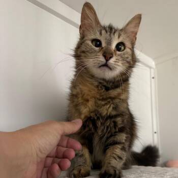 Crissy -  Domestic Medium Hair Cat for Adoption in Port Angeles, Washington - Crissy | PetCurious