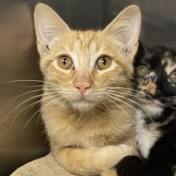 Rescue Domestic Short Hair Cats for Adoption in Palm Springs, California - Drakken | PetCurious