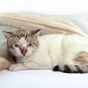 Roscoe -  Siamese Cat for Adoption in Long Beach, California - Roscoe | PetCurious