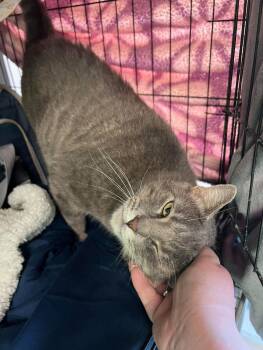 Rescue Tabby Cats for Adoption in Belton, Missouri - Bear | PetCurious