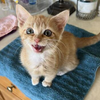 American Shorthair Cats Available for Adoption - Loki | PetCurious