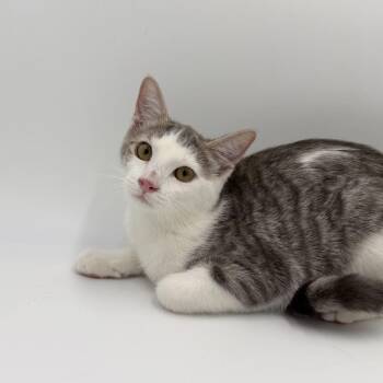 Lemon Meringue -  Domestic Short Hair Cat for Adoption in State College, Pennsylvania - Lemon Meringue | PetCurious