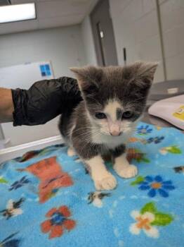 Ham Radio -  Domestic Short Hair Cat for Adoption in Cincinnati, Ohio - Ham Radio | PetCurious