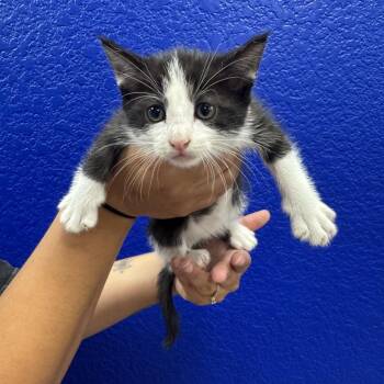 Pepper -  Domestic Short Hair Cat for Adoption in Waco, Texas - Pepper | PetCurious
