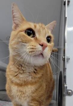 Domestic Short Hair Cats Available for Adoption in Elmira, New York - Andy | PetCurious