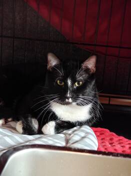 Domestic Short Hair Cats Available for Adoption - Lightning | PetCurious