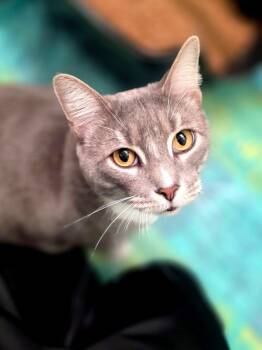 HAMLET -  Domestic Short Hair Cat for Adoption in Raleigh, North Carolina - HAMLET | PetCurious