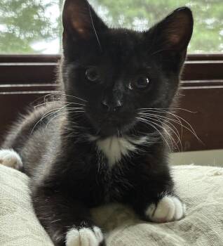 Nelly -  Domestic Short Hair Cat for Adoption in Candler, North Carolina - Nelly | PetCurious