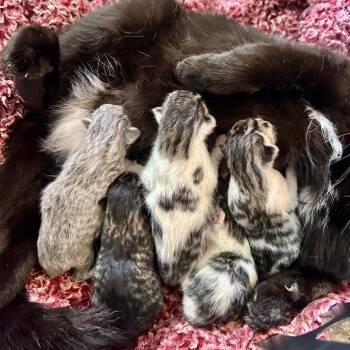 Domestic Short Hair Cats Available for Adoption in Mt. Juliet, Tennessee - Jubilant | PetCurious