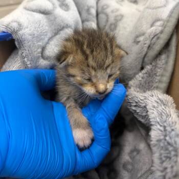 Sunfyre -  Domestic Short Hair Cat for Adoption in Council Bluffs, Iowa - Sunfyre | PetCurious