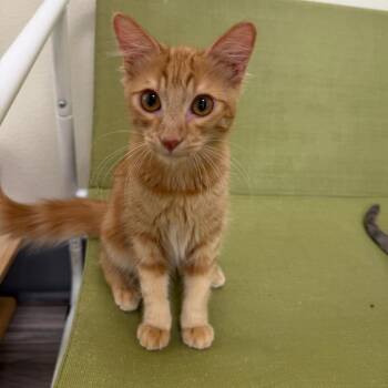 Yurchenko -  Domestic Long Hair Cat for Adoption in Las Vegas, Nevada - Yurchenko | PetCurious