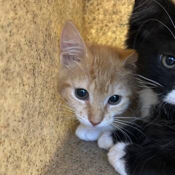 Phoenix -  Domestic Short Hair Cat for Adoption in Philadelphia, Pennsylvania - Phoenix | PetCurious