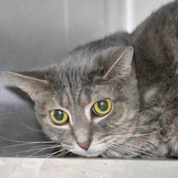 Rescue Domestic Short Hair Cats for Adoption in Austin, Texas - Natasha | PetCurious