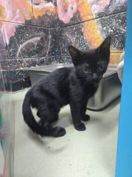 Thistle -  Domestic Short Hair Cat Available for Adoption in Savannah, Georgia - Thistle | PetCurious