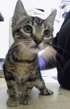 Cori -  Domestic Short Hair Cat for Adoption in Dayton, Minnesota - Cori | PetCurious