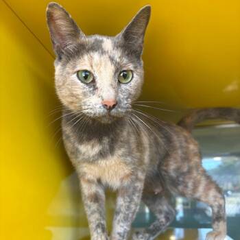 Dixie -  Domestic Short Hair Cat for Adoption in Abilene, Texas - Dixie | PetCurious