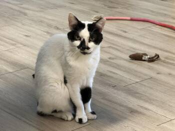 Basil Mccow -  Domestic Short Hair and Tuxedo Cat for Adoption in Chandler, Arizona - Basil Mccow | PetCurious
