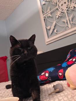 Rocky -  Domestic Short Hair Cat for Adoption in Arthur, Ontario - Rocky | PetCurious