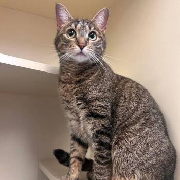 Domestic Short Hair Cats Available for Adoption in Waynesboro, Pennsylvania - Minnie | PetCurious