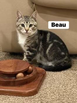 Beau -  Domestic Short Hair Cat for Adoption in Washington Township, New Jersey - Beau | PetCurious