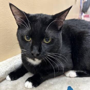 Johnny -  Domestic Short Hair Cat for Adoption in Hemet, California - Johnny | PetCurious