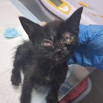 Star Trek -  Domestic Medium Hair Cat for Adoption in Summerville, South Carolina - Star Trek | PetCurious