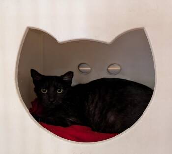 Domestic Medium Hair Cats Available for Adoption - Salem | PetCurious