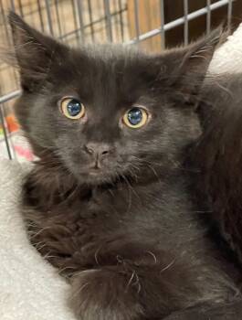 Manuka -  Domestic Medium Hair Cat for Adoption in Island Lake, Illinois - Manuka | PetCurious