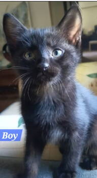 Rescue Domestic Short Hair Cats for Adoption in Nashville, Tennessee - Eclipse | PetCurious