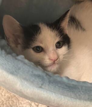 Yosemite -  Domestic Short Hair Cat for Adoption in Toronto, Ontario - Yosemite | PetCurious