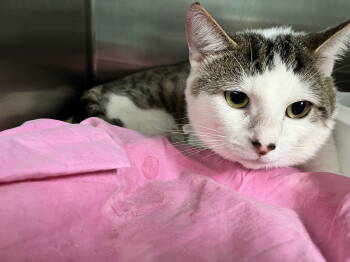 Rescue Domestic Short Hair Cats for Adoption in Trenton, New Jersey - Little (TAS #15) | PetCurious