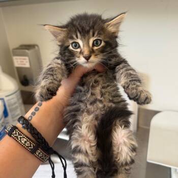 Crinkle (26-2B-5) -  Domestic Short Hair Cat for Adoption in Rifle, Colorado - Crinkle (26-2B-5) | PetCurious
