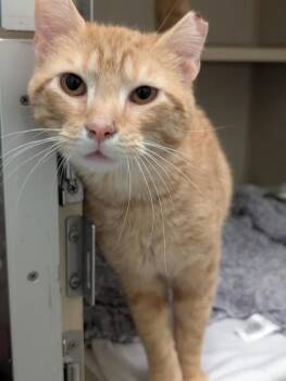 Domestic Short Hair Cats Available for Adoption in Columbus, Indiana - Timmy | PetCurious