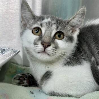 Pantalaimon -  Domestic Short Hair Cat for Adoption in Matteson, Illinois - Pantalaimon | PetCurious