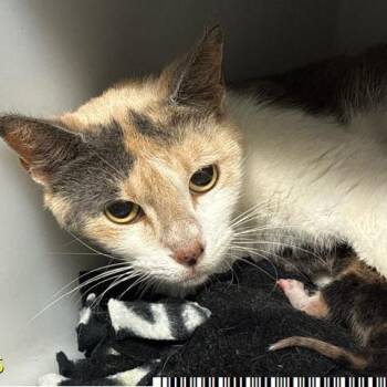 Domestic Short Hair Cats Available for Adoption in West Palm Beach, Florida - Robbie | PetCurious