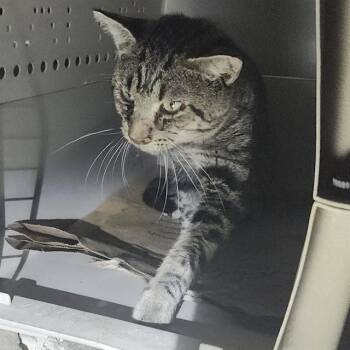 TOMMY -  Domestic Short Hair Cat for Adoption in San Antonio, Texas - TOMMY | PetCurious